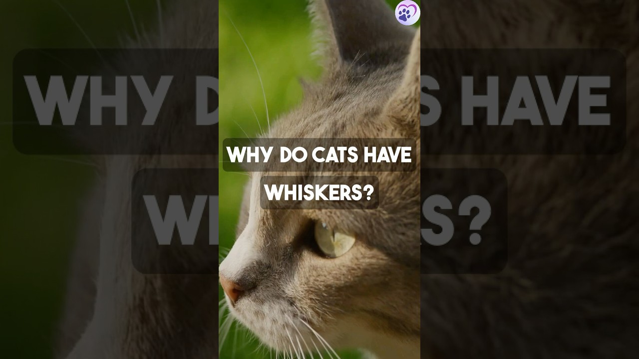 Why Do Cats Have Whiskers? (They&rsquo;re Super Sensors!) #dailypetfact #pets #petfactfiles #cat