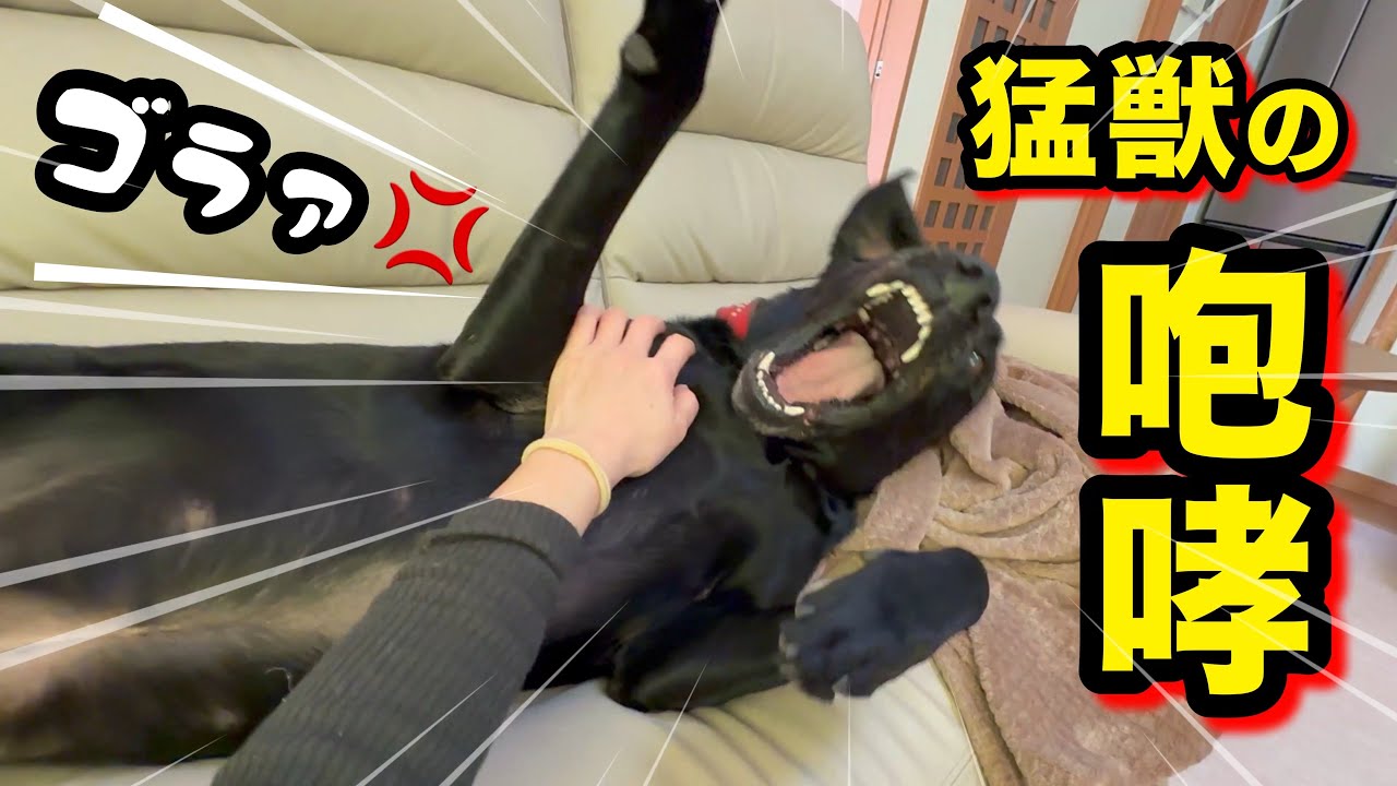 【荒ぶるラブラドール】猛獣の咆哮！