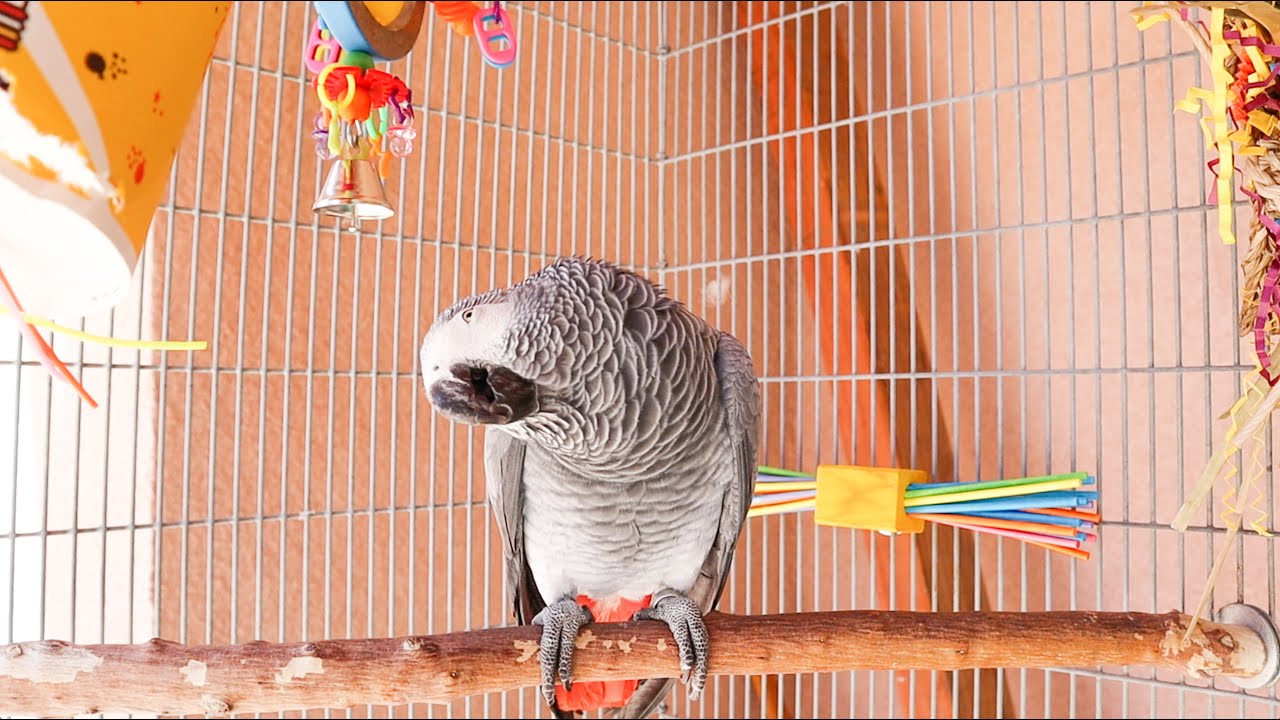 My African Grey Reacts to NEW AVIARY set up! How to set up a parrot aviary!