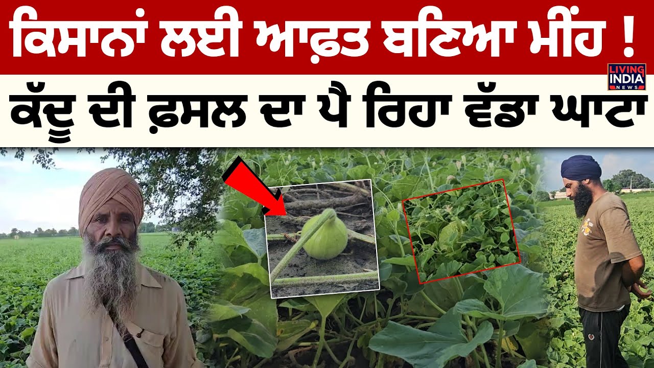 Sangrur News | ਕਿਸਾਨਾਂ ਲਈ ਆਫ਼ਤ ਬਣਿਆ ਮੀਂਹ ! ਕੱਦੂ ਦੀ ਫ਼ਸਲ ਦਾ ਪੈ ਰਿਹਾ ਵੱਡਾ ਘਾਟਾ | Punjab Farmer