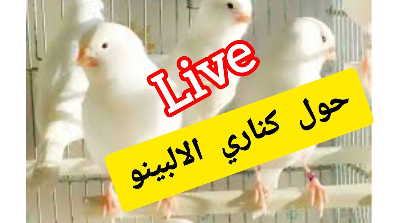 لايف حول كناري الالبينو