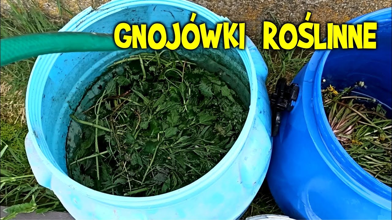 Gnojówka z pokrzywy, skrzypu i mniszka - gnojówki roślinne na nawóz i opryski
