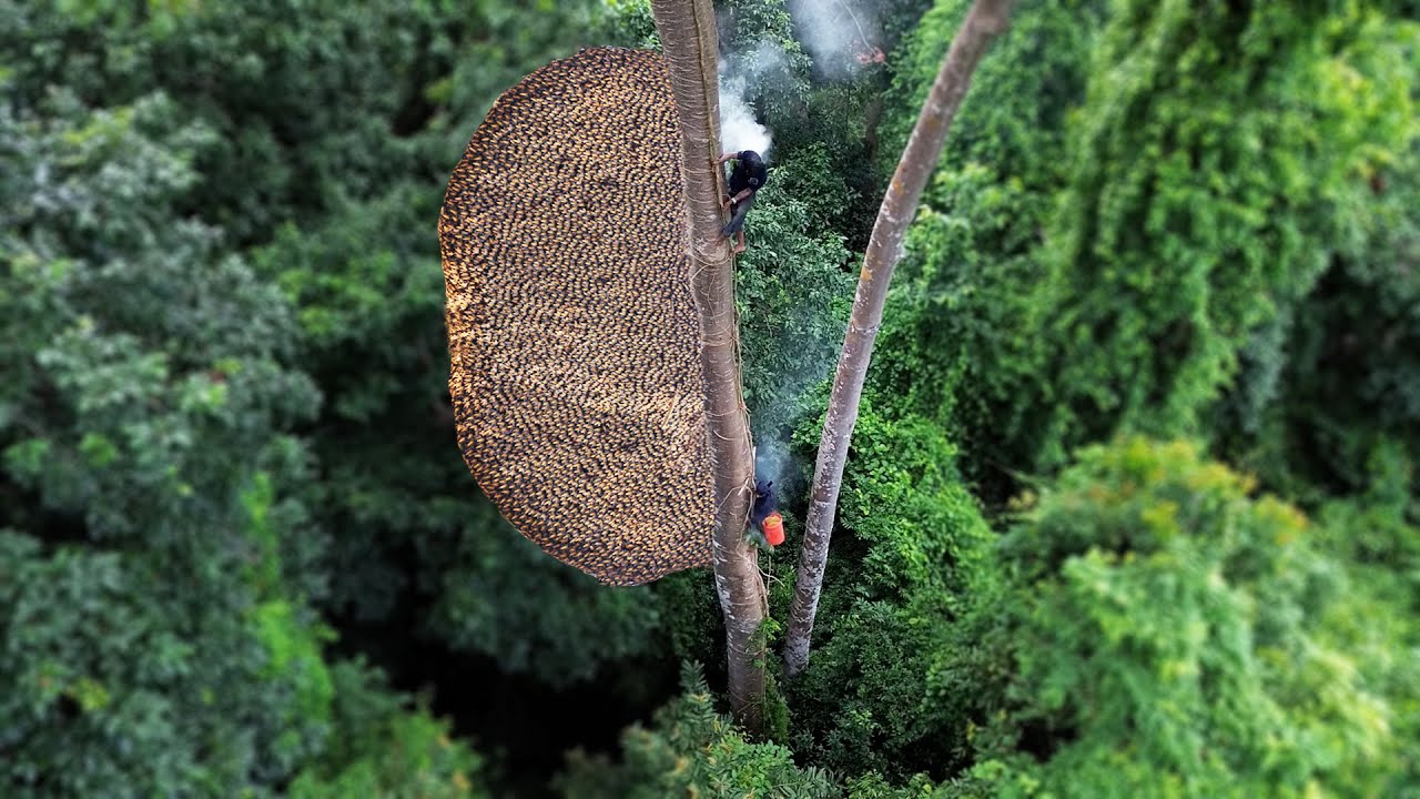 Primitive Technology Amazing Found Giant HoneyBee For Food On The Big Tree Forest