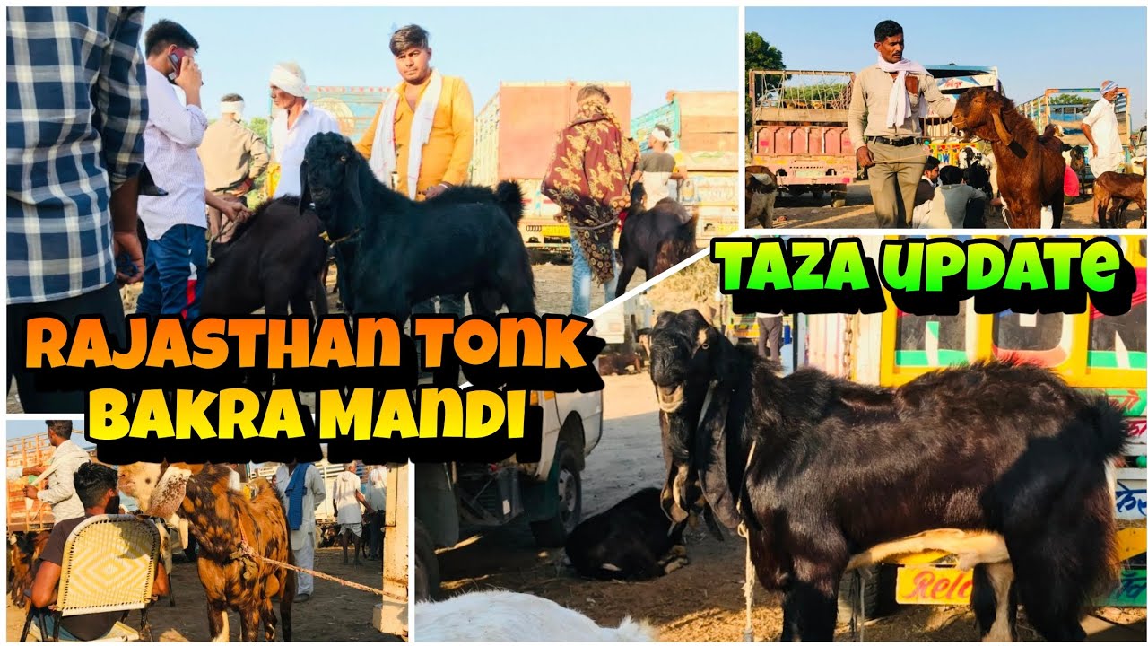 Rajasthan bakra mandi tonk goat market live update 30 October #tonkbakramandi #tonkgoatmarket