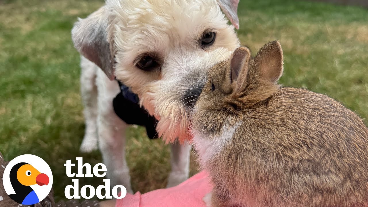 People Kept Driving By Stray Dog In Parking Lot | The Dodo