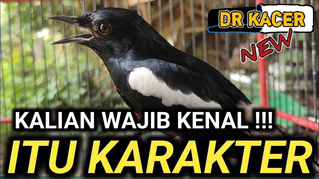 SAYA KASIH CONTOHNYA KACER GIRAS INI KARAKTERNYA BEGINI | DR KACER TERBARU