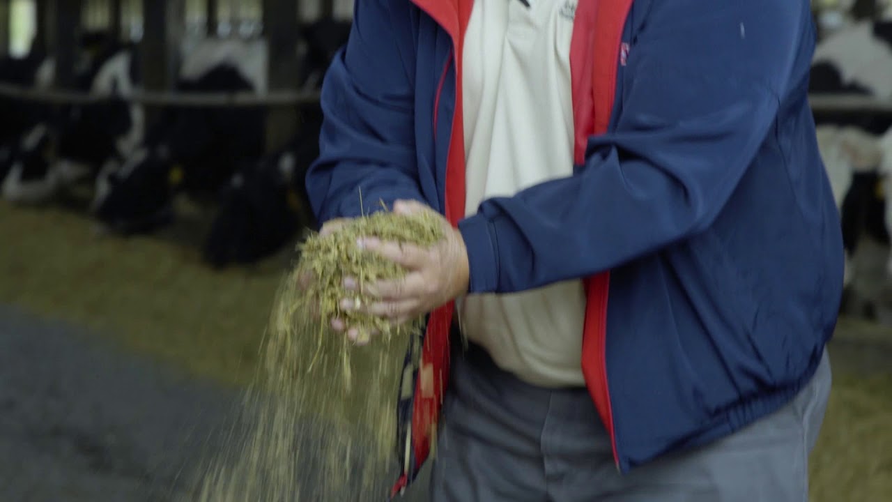 How to Optimize Starch in Your Dairy Cow Ration