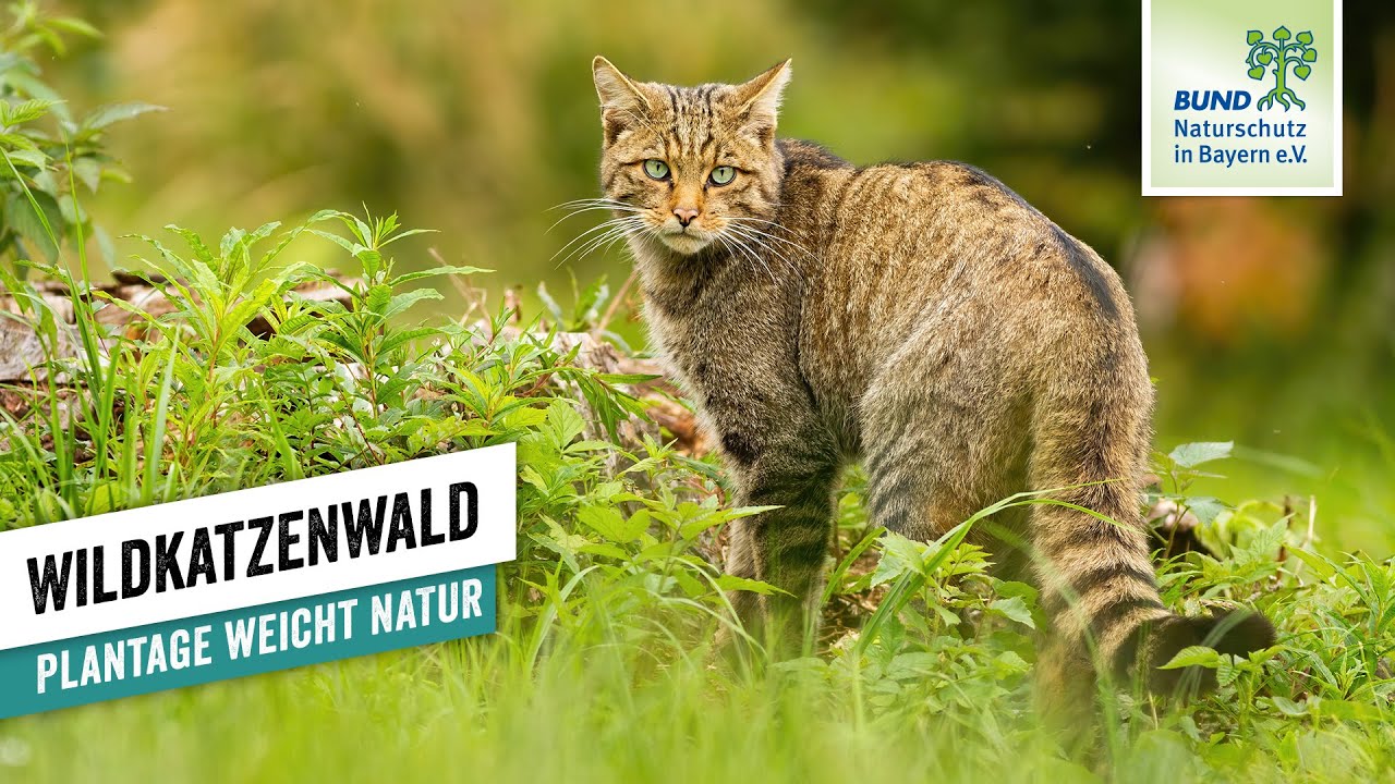 Neue Lebensr&auml;ume f&uuml;r die Wildkatze am Gr&uuml;nen Band I BUND Naturschutz