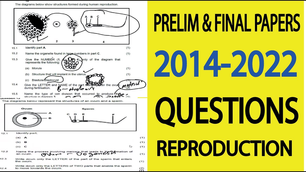 PRELIM PAPERS: Grade 12 life sciences Human reproduction: ovarian cycle : M.Saidi , Thundereduc