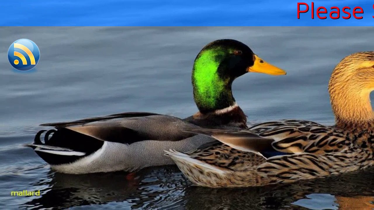 Tiếng vịt k&ecirc;u con vịt k&ecirc;u cạc cạc