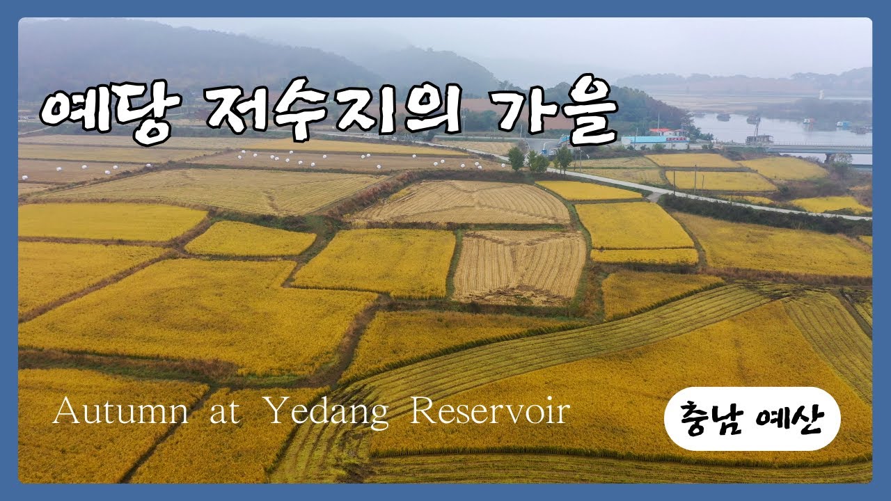 충남 예산 // 예당저수지 // 가을 추수 // 황새 // 자연 영상 // stork // Healing video