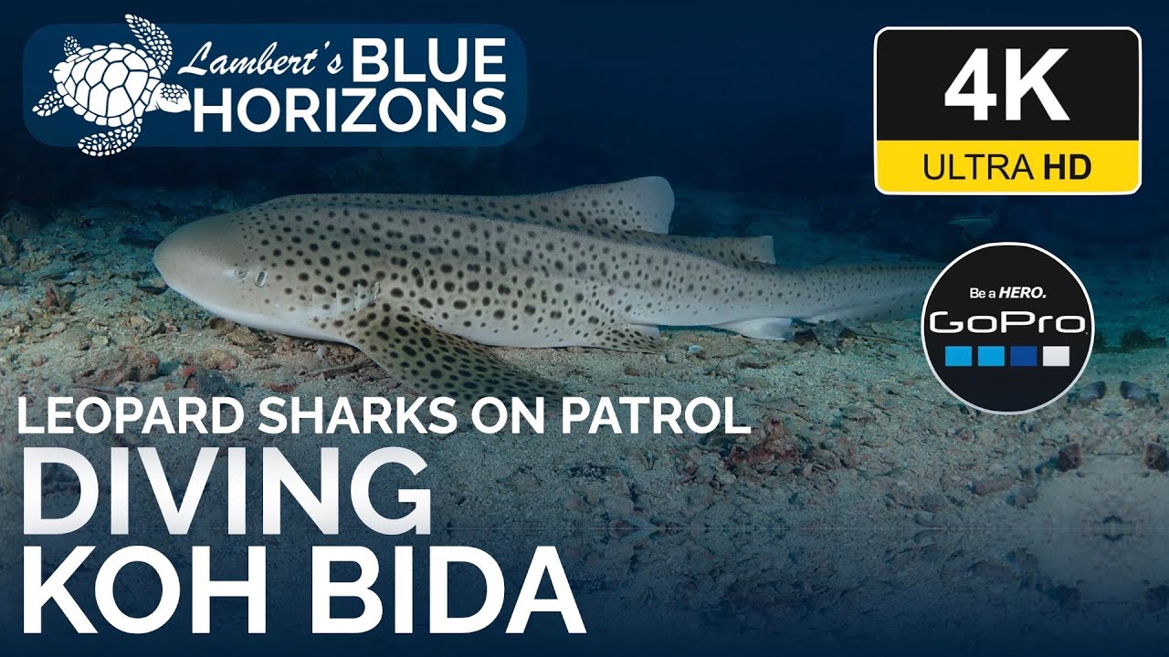 4K Leopard Sharks on Patrol: Hin Bida, Koh Bida Nok, Koh Bida Nai - Diving Thailand