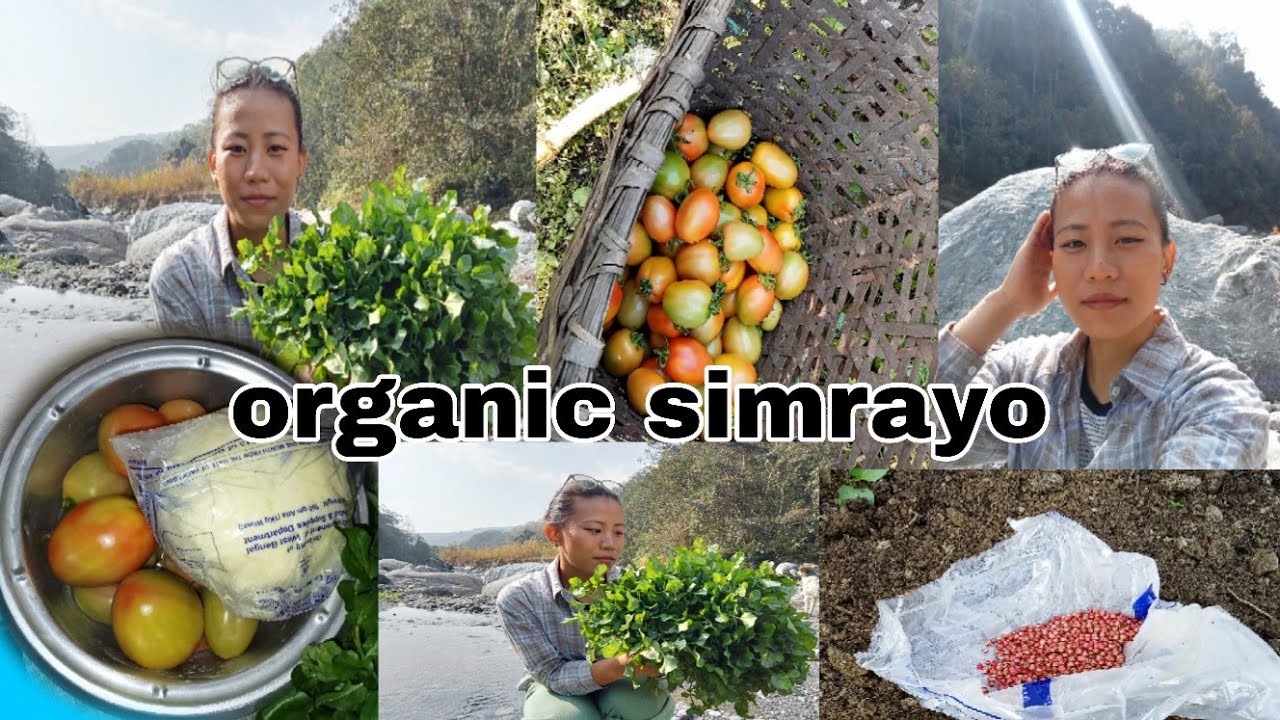 Villagelife in kalimpong||harvest organic simrayo☺