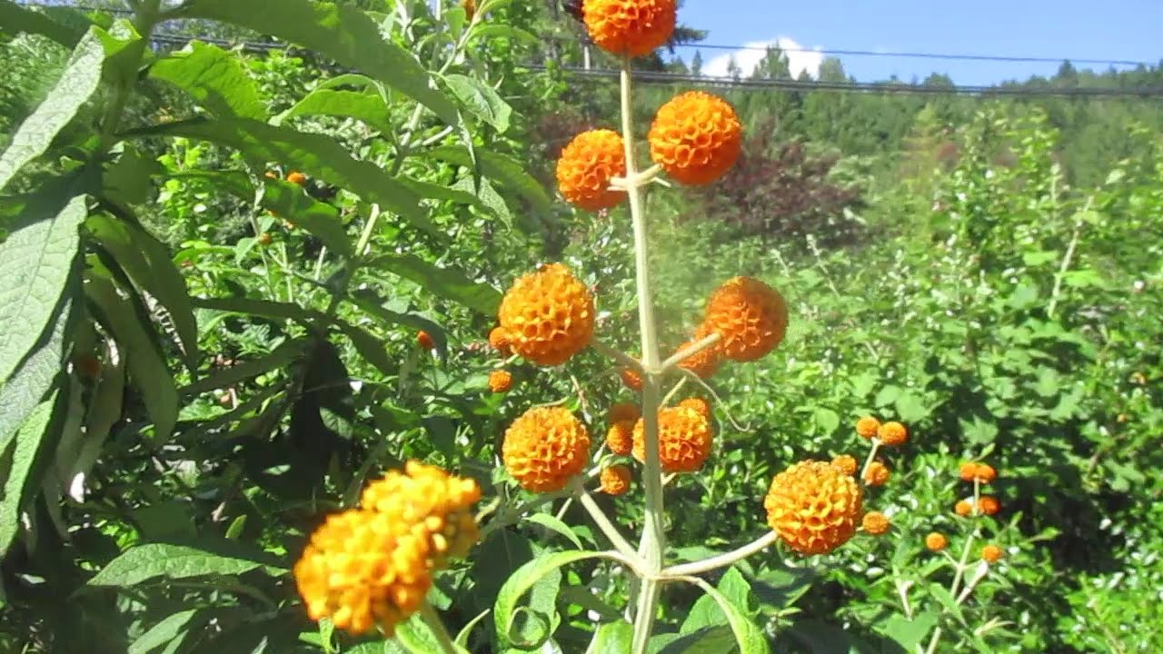Amazing Buddleja globosa in Bloom