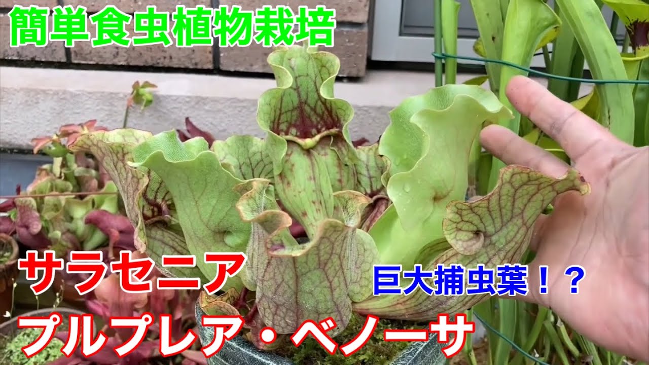 サラセニアの紹介と植え替え