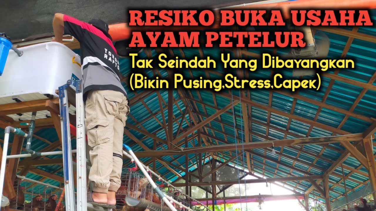 WASPADA ‼️RESIKO USAHA AYAM PETELUR // BANYAK PETERNAK BARU GULUNG TIKAR
