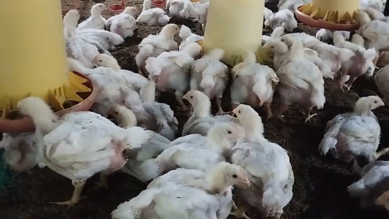 Broiler chicken🐔