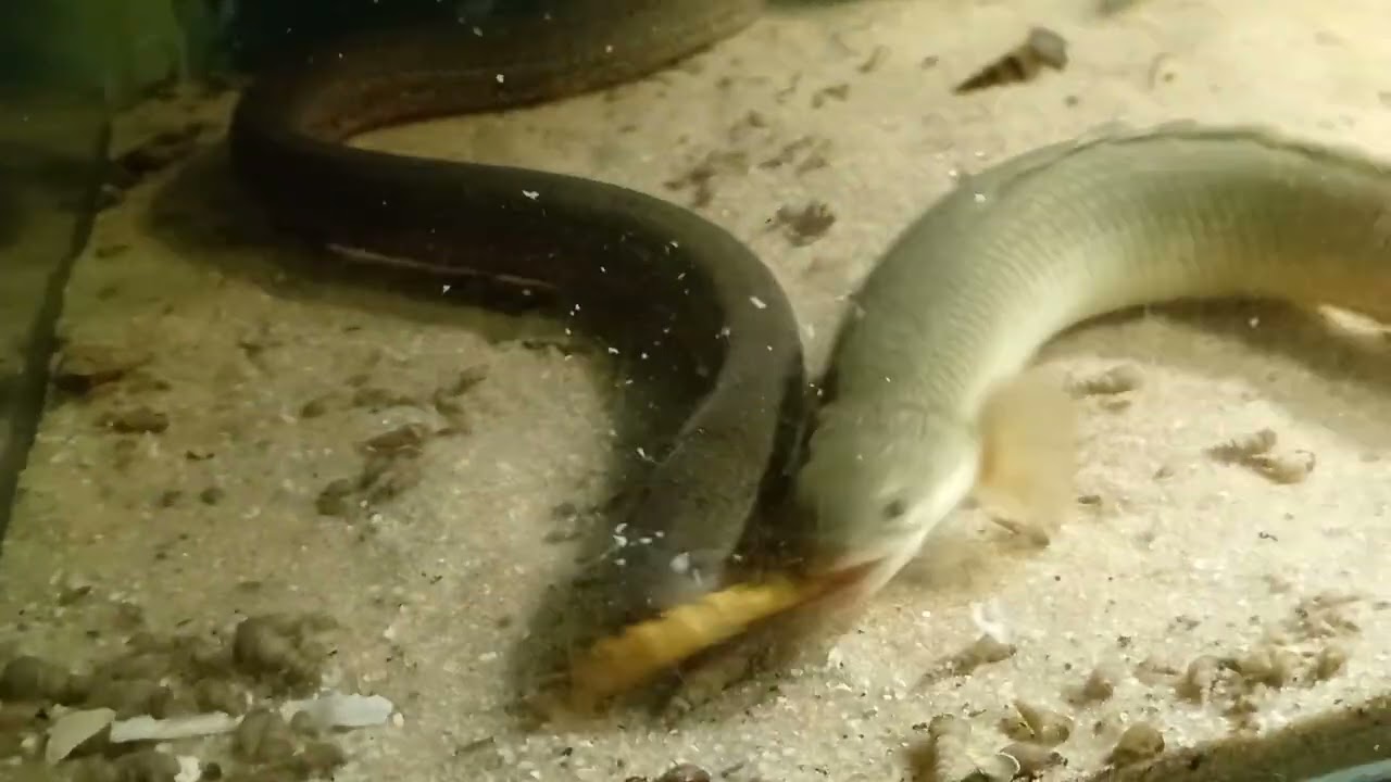 POLIPTERUS vs MUSSUM 