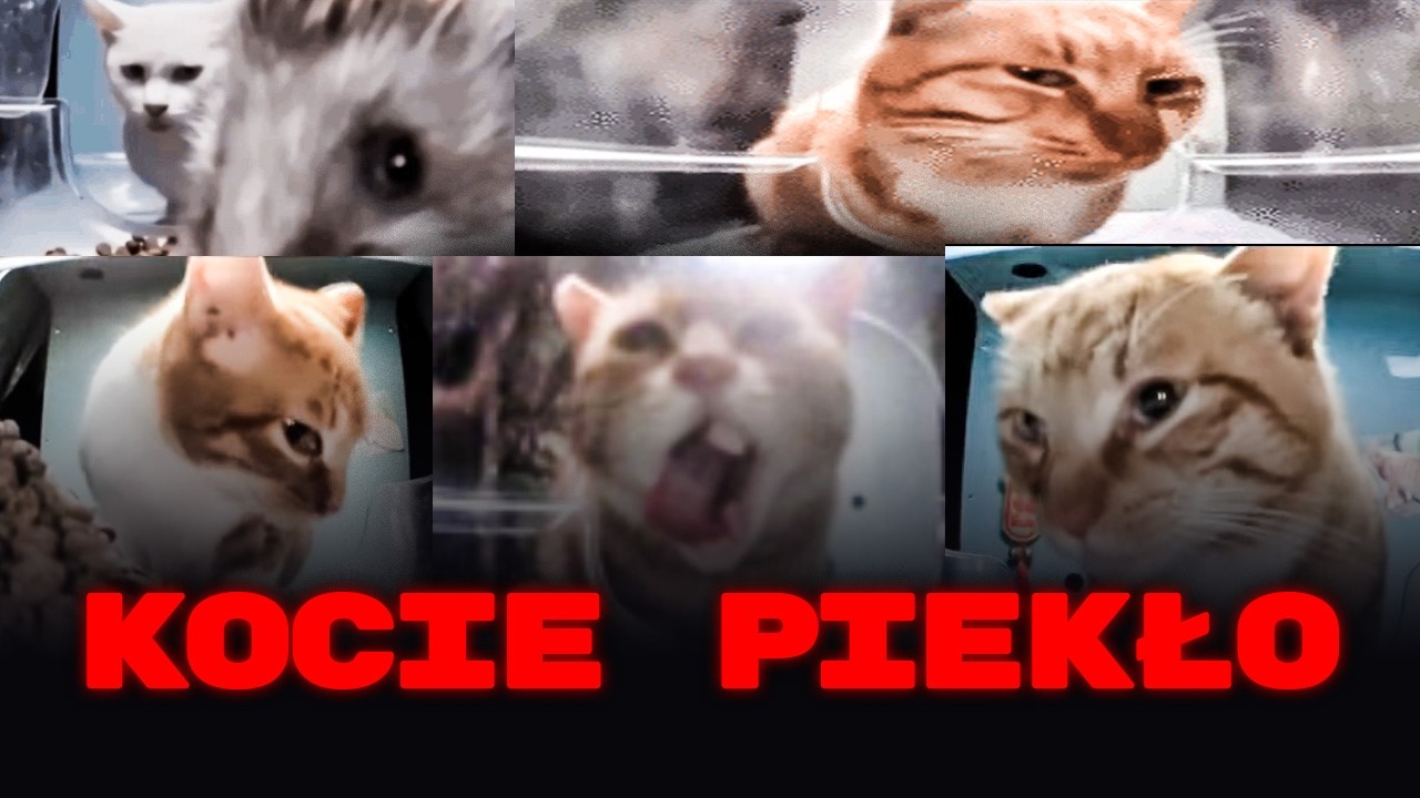 Hunting for cat influencers