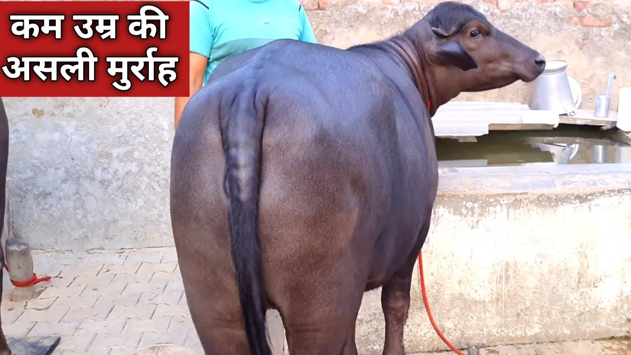 सबसे कम उम्र की 5 Star Murrah Breed, बस देखते ही रह जाओगे (9416890515)