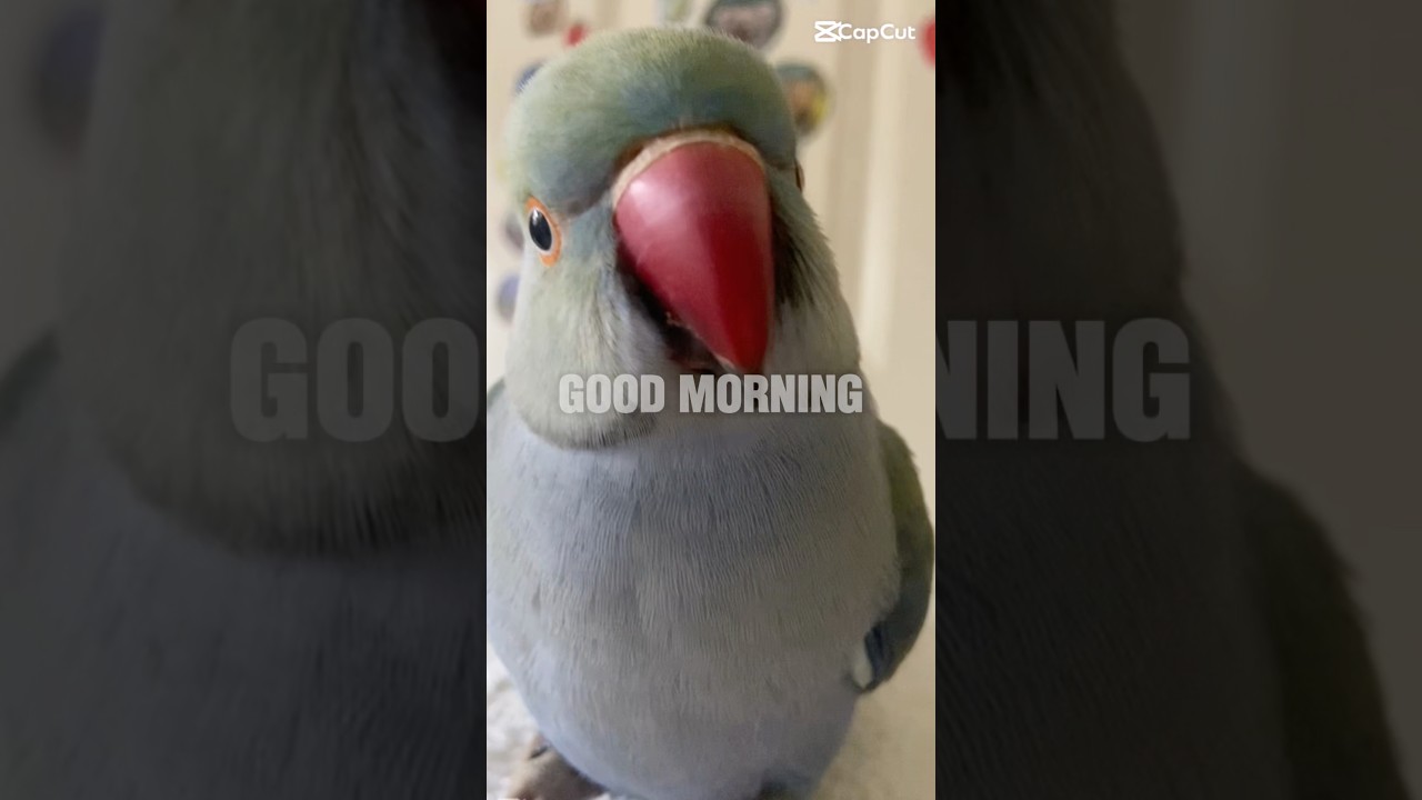😃#shorts #goodmorning #foryou #positiveshorts #lifeshorts #keepfighting #petshorts #yougotthis