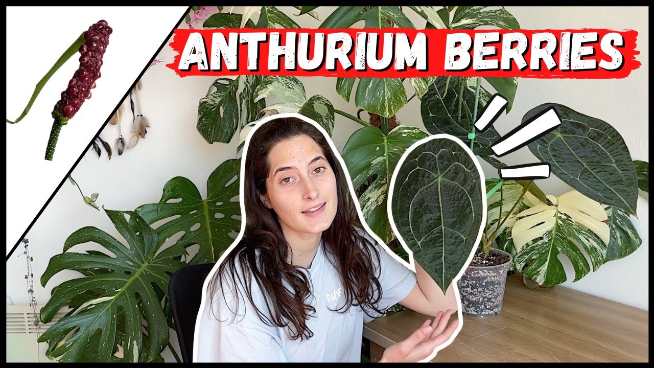 ANTHURIUM BERRIES // My first seeds!