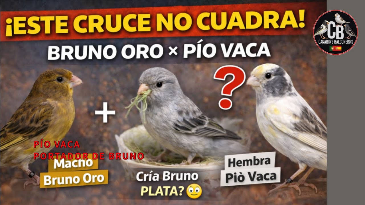 PIO ISABELA oro X PIO VACA-resultado¿oro?¿plata?crias 2025-¿PLATA?-TIMRADOS BALCONEROS-canarios 