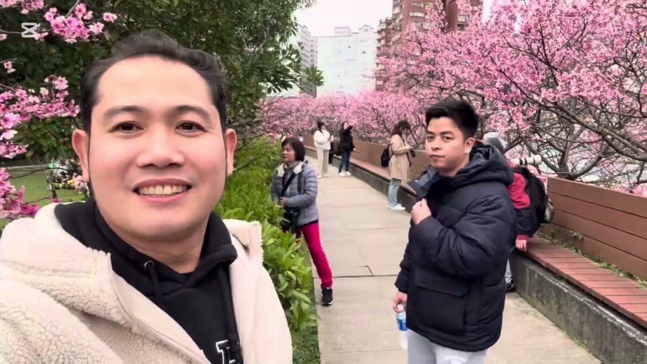 CHERRY BLOSSOM in LOHAS PARK (樂活公園櫻花季)2026