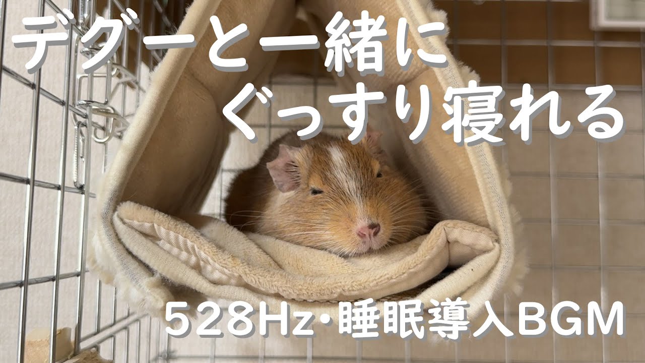 【睡眠導入・作業用BGM】ソルフェジオ周波数528Hz＋デグーのぐ～太郎の寝顔＝めっちゃ癒し効果