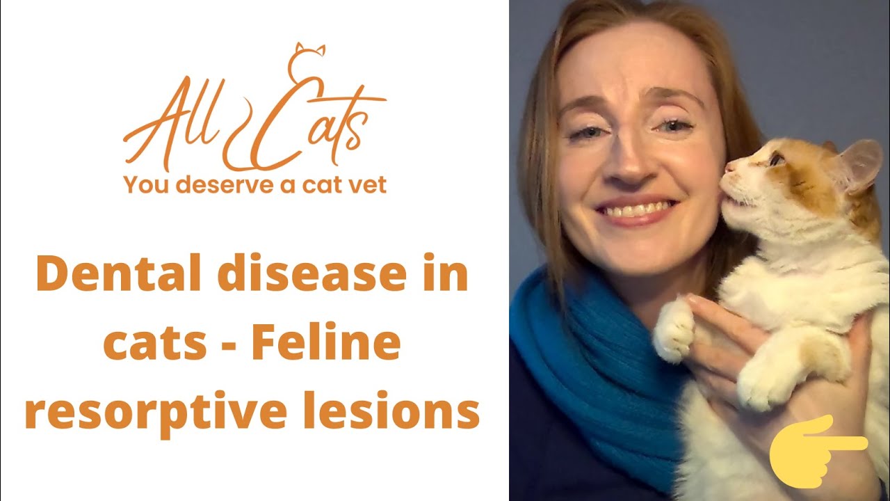 Dental disease in cats - Feline resorptive lesions