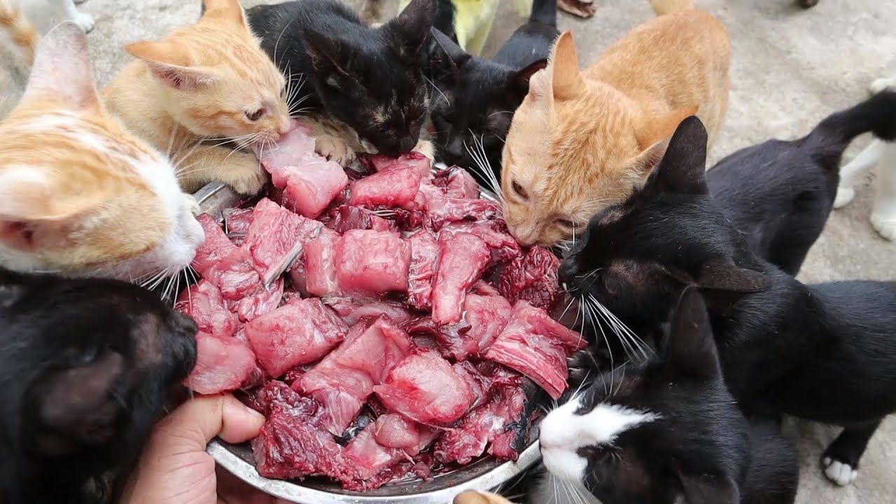 Big Tuna fish - Hungry kitten eat tuna fish | Feeding Hungry Cats