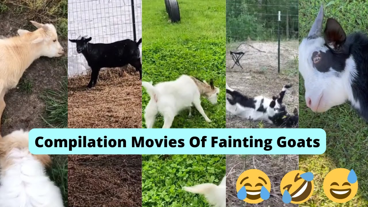 Fainting goats Compilation videos on Tiktok of goats who faint #faintinggoats #viral #fyp