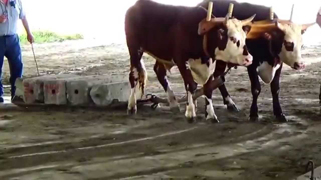 Pound For Pound Ox Pulling Video (Part-8)