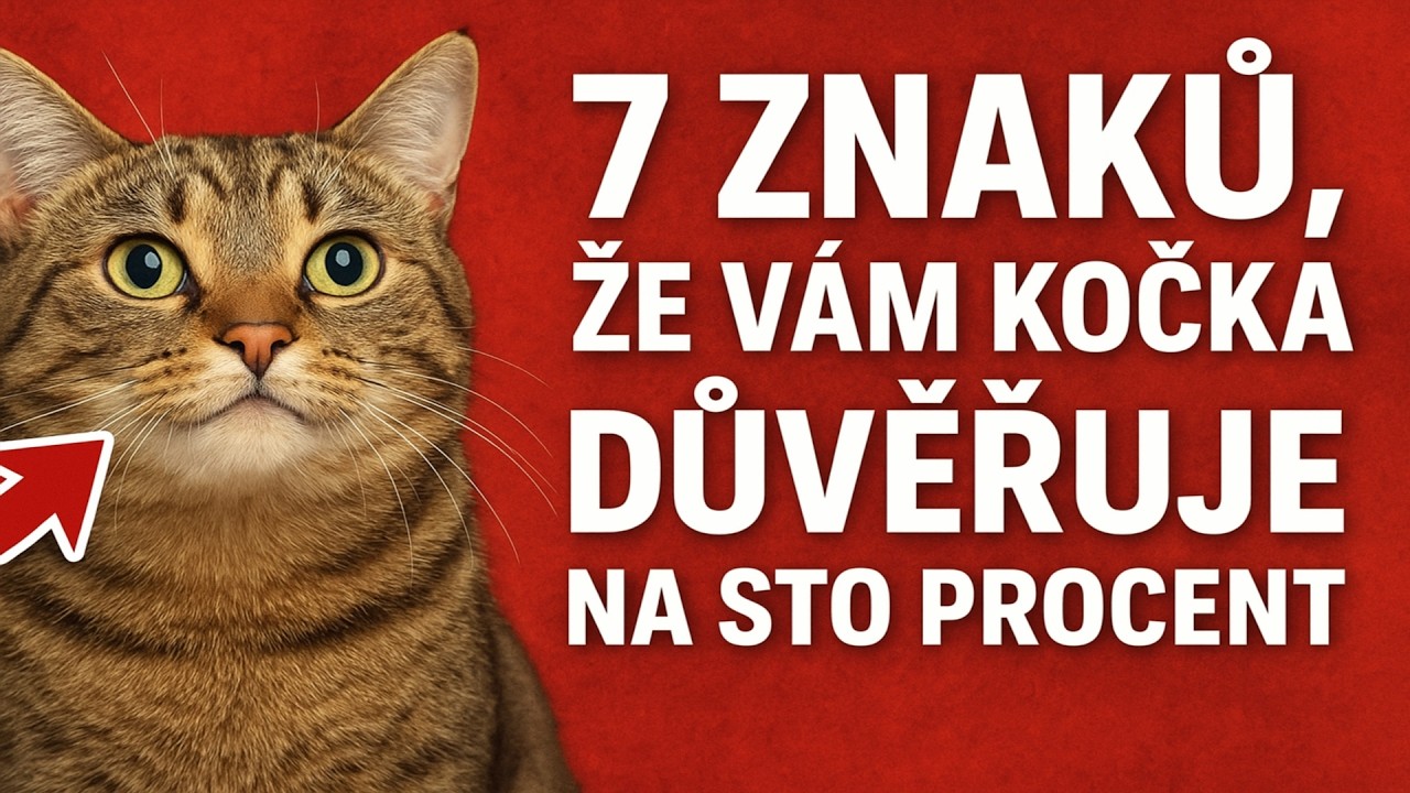 7 ZNAKŮ, ŽE VÁM KOČKA DŮVĚŘUJE NA STO PROCENT. (POKUD CHYBÍ ZNAK ČÍSLO PĚT, MÁTE PROBLÉM!)