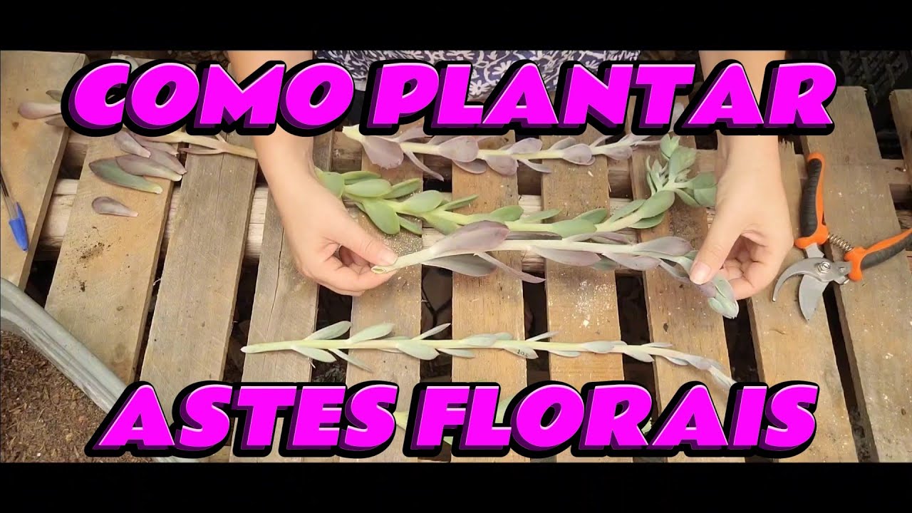 Como plantar astes florais das Gibbifloras. 