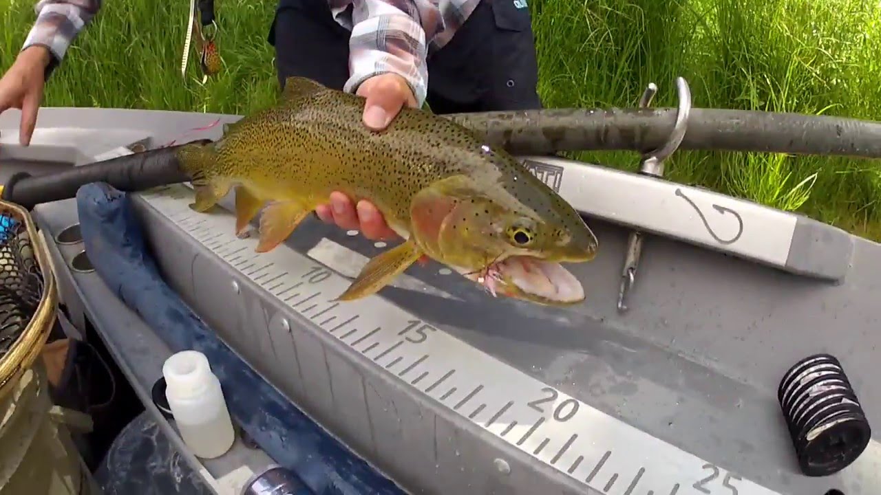 Green River Fly Fishing - Dry Fly