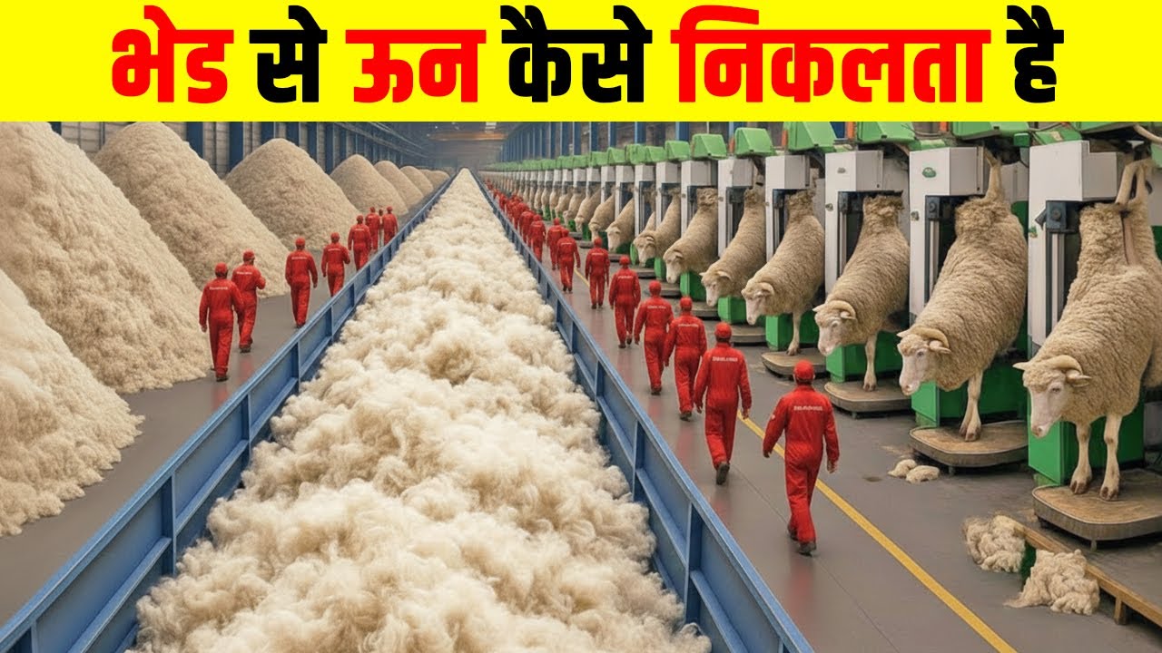 फैक्ट्री में भेड से ऊन कैसे निकलता है। How Wool is Made from Sheep? Sheep Farming| Fact Fiction
