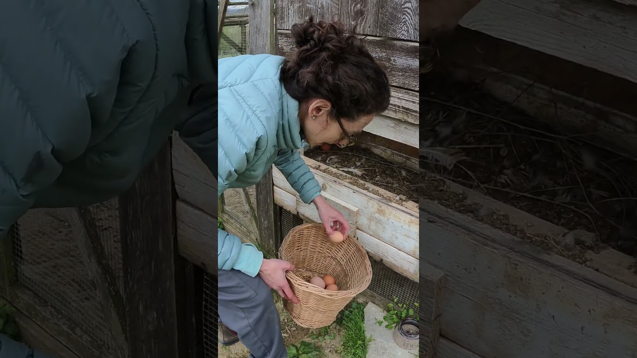 POV Collecting Fresh Eggs on the Farm 🥚 | WWOOF Italy Life