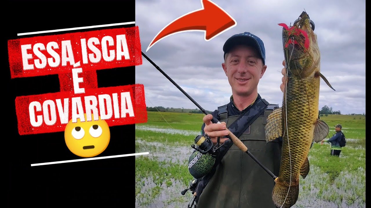 Acertamos o dia! Traíras grandes atacando na superfície! Essa isca é sensacional 