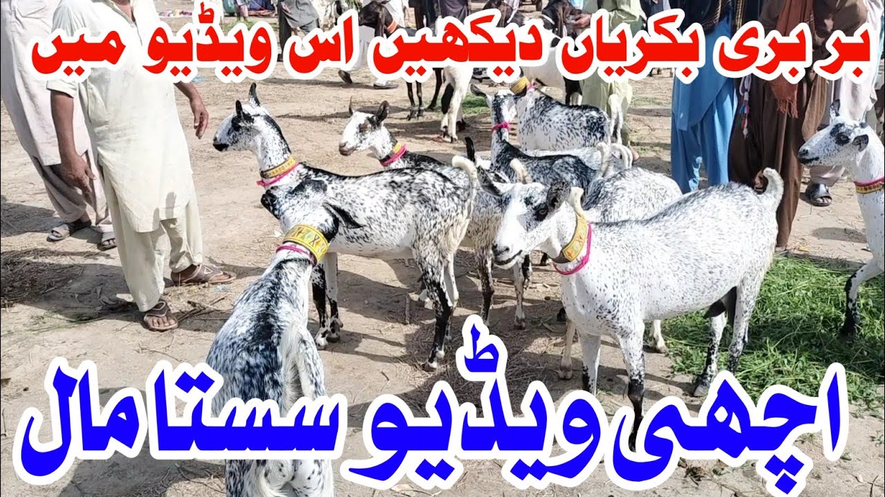 Top close Bar bari Breed | are Bakra Mandi Tando adam | Tando adam Bakra