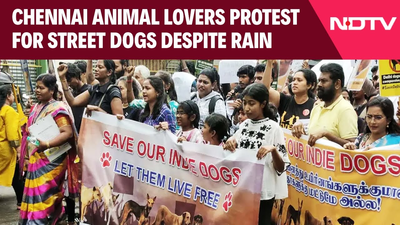 Chennai Animal Lovers Protest In Rain For Street Dogs Amid Top Court's Order