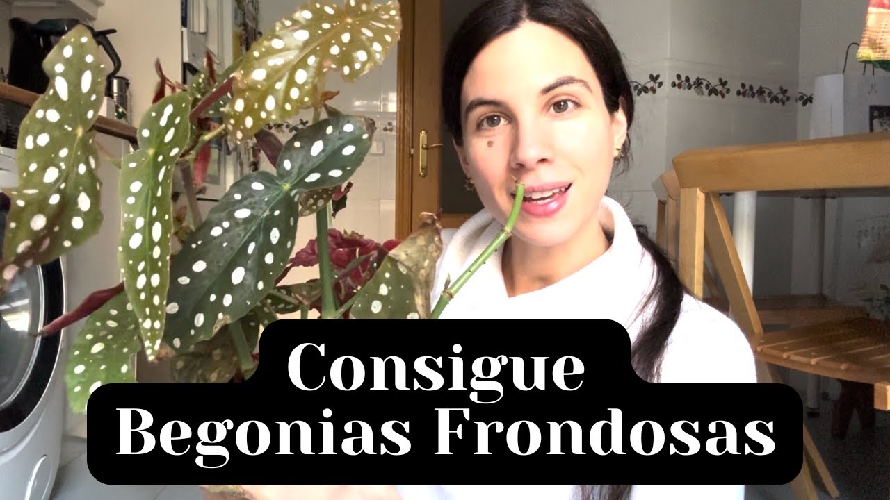 Pasando esquejes de Begonia Maculata a tierra | Consigue Begonias frondosas
