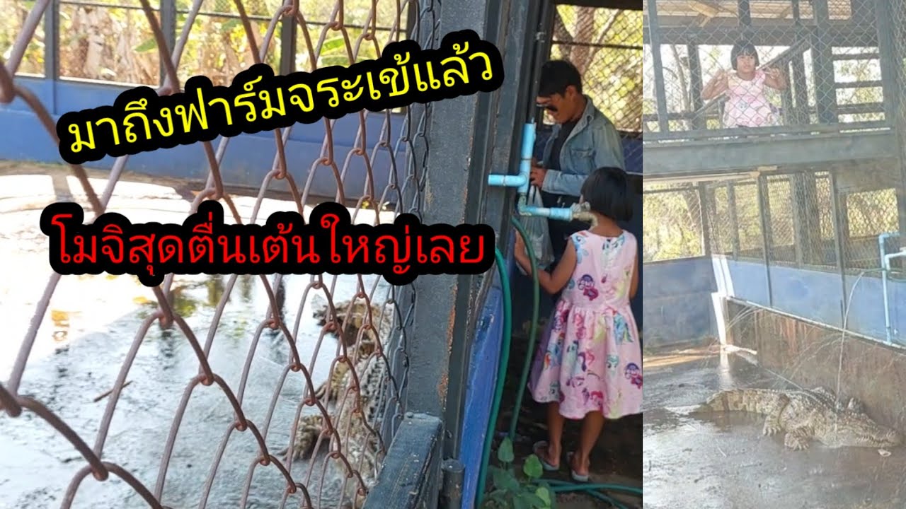 ข่าวดีมาถึงฟาร์มจระเข้โมจิสุดตื่นเต้นใหญ่เลย#จิตอาสา 