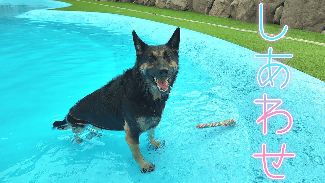 オープン直後のドッグプールへ行ったら、愛犬の幸せが爆発しましたw【GT WAN PARK】