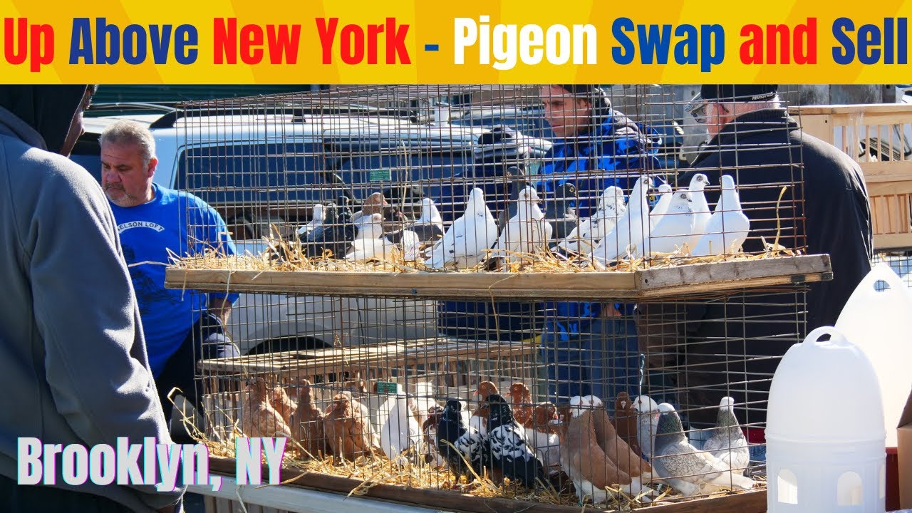 Над Нью-Йорком |PIGEON| Обмен и продажа