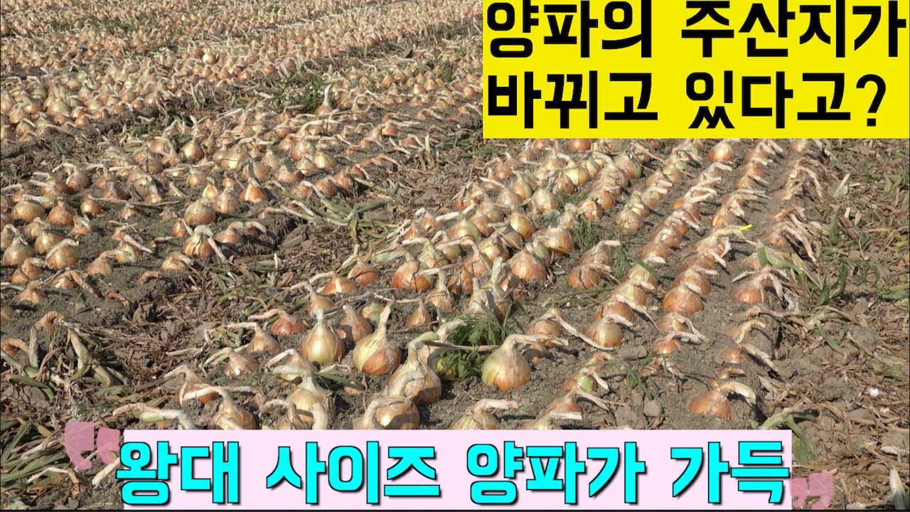 [한국농수산TV] 양파의 주산지가 바뀐다 !!! 경북 문경 영순농협 양파작목반을 찾아서