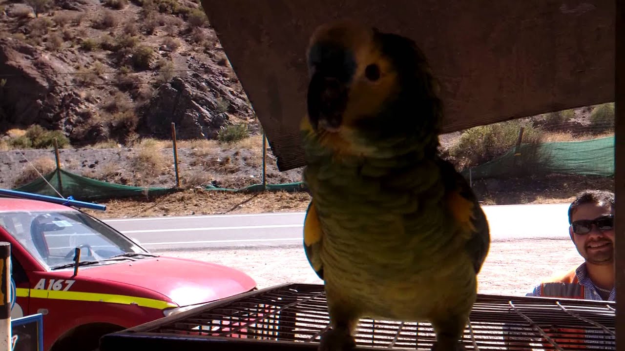 Loro ordinario