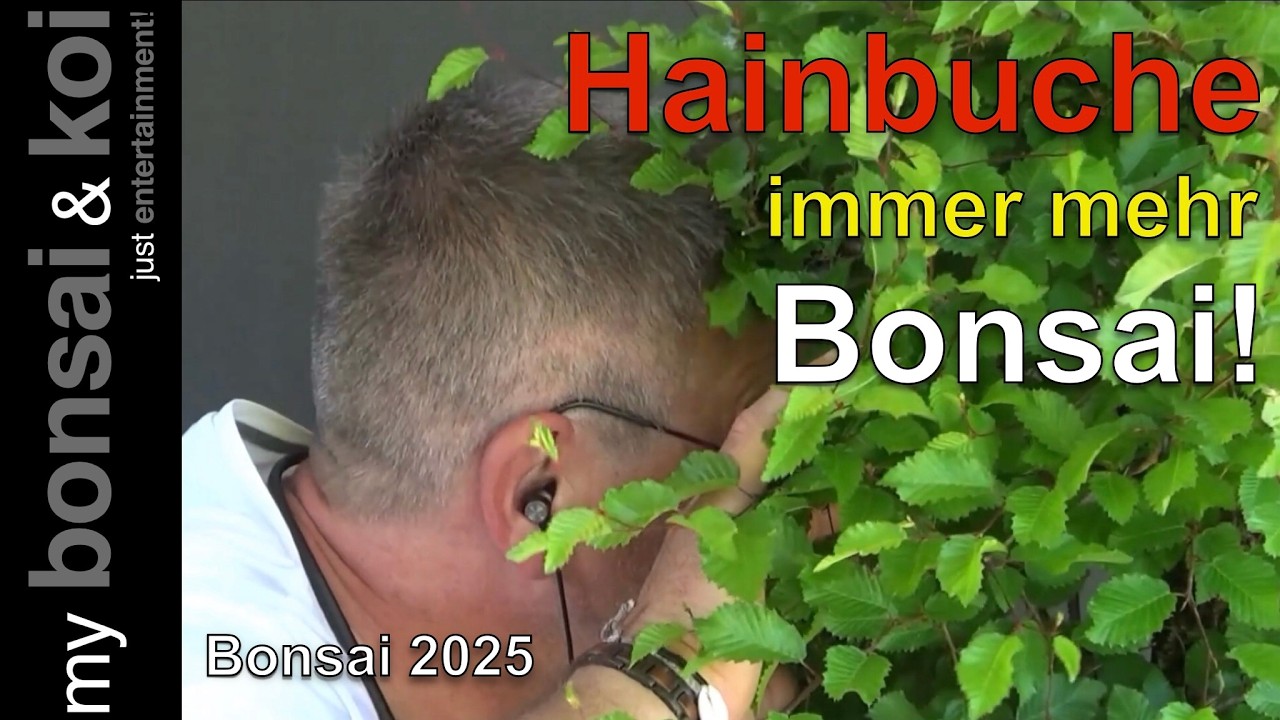 Bonsai 2025-48 - orientalische Hainbuche - die Grazie wird langsam ein Bonsai!