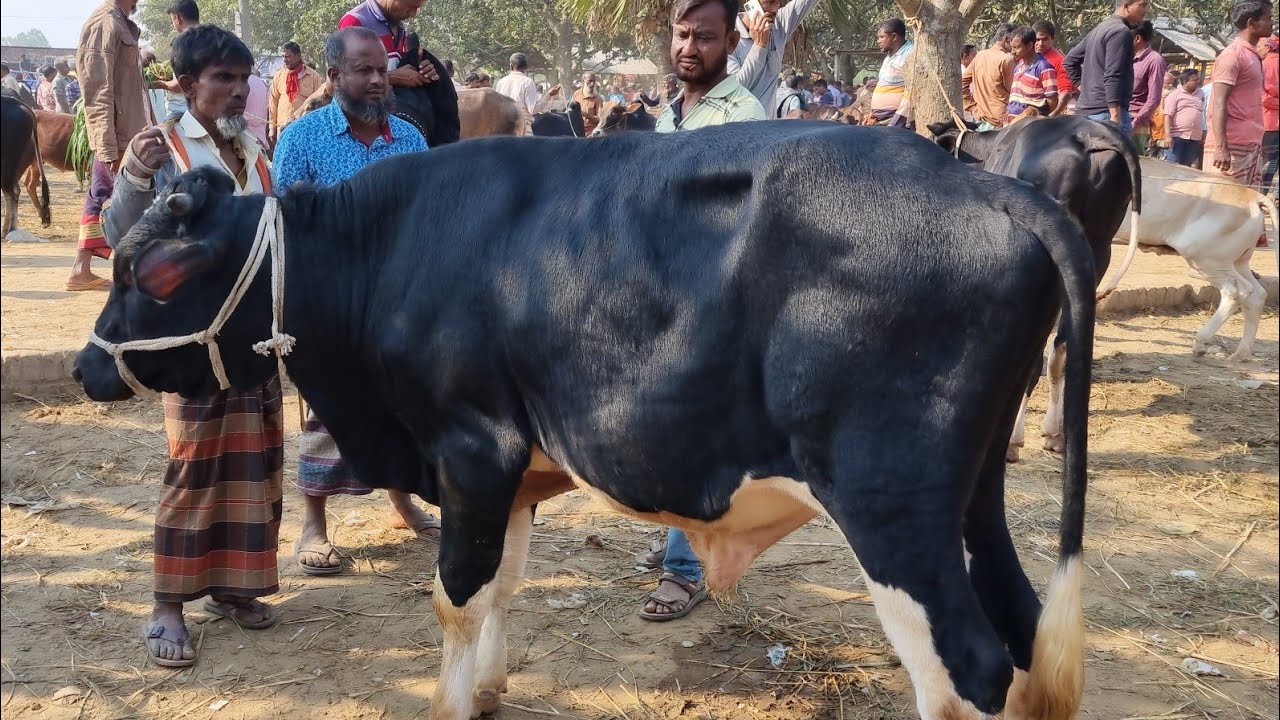 @আজ ১১ ডিসেম্বর ২৫ | ফ্রিজিয়ান, ক্রস জাতের ষাঁড় বাছুর গরুর দাম | রানীগঞ্জ হাট | দিনাজপুর 