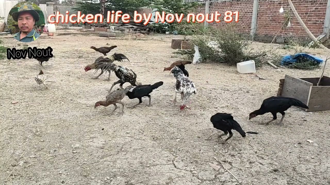 Watch These Chickens Enjoy Their Feast. Chicken fie by Nov nout 81